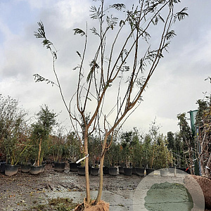 Albizia julibrissin 300-350 cm draadkluit meerstammig solitair