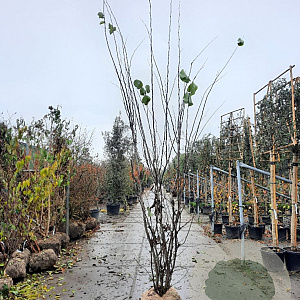 Cercis siliquastrum 300-350 cm draadkluit meerstammig solitair