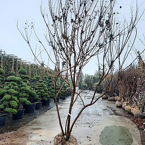 Koelreuteria paniculata 300-350 cm draadkluit meerstammig solitair