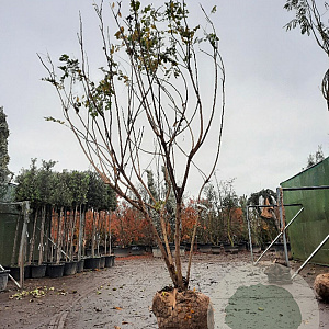 Koelreuteria paniculata 300-350 cm draadkluit meerstammig solitair