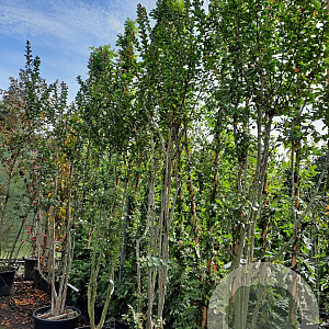 Lagerstroemia indica 300-350 cm container meerstammig