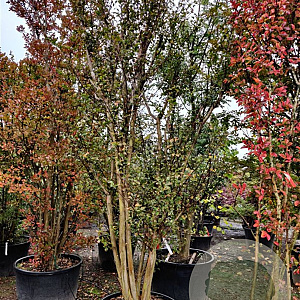Lagerstroemia indica 300-350 cm container meerstammig