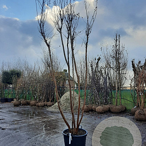 Lagerstroemia indica 300-350 cm container meerstammig