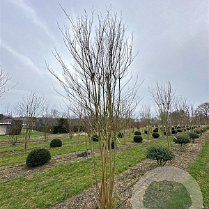 Lagerstroemia indica 400-450 cm draadkluit meerstammig