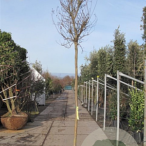 Lagerstroemia indica 180 cm stam container 12-14 leiboom