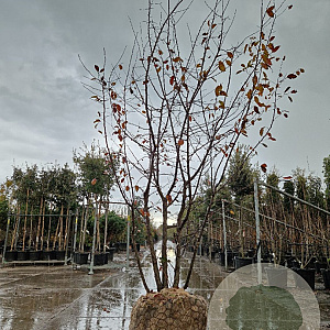 Malus toringo 250-300 cm draadkluit meerstammig solitair