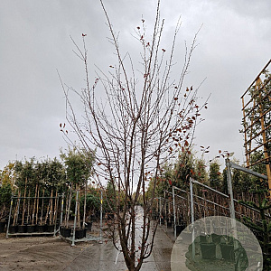 Malus toringo 350-400 cm draadkluit meerstammig