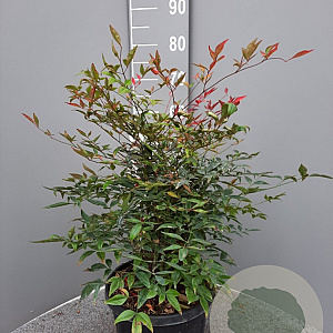 Nandina domestica 60-80 cm 10L