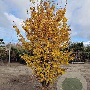 Parrotia persica 250-300 cm draadkluit meerstammig solitair