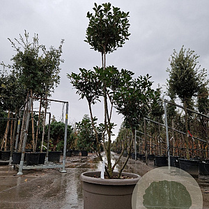 Photinia fraseri 'Carré Rouge' 150-175 cm container pompon
