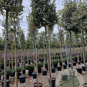 Quercus ilex 10-12 HO container