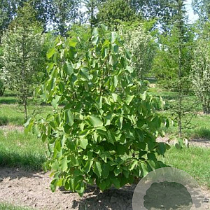 Styrax obassia 100-125 cm 50L beveerd 