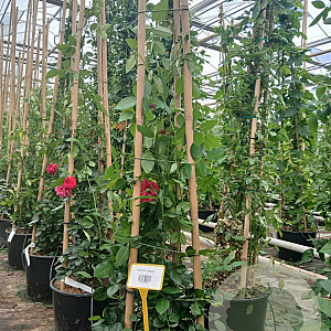 Rosa (K) Laguna 175-200 cm 20L 3 stok