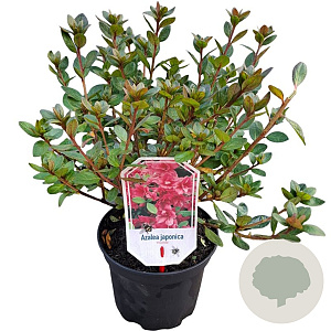 Rhododendron (AJ) 'Florida' 20-25 cm 2,0L