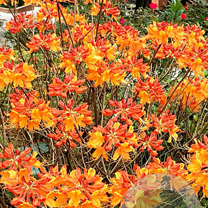 Rhododendron (AJ) 'Florida' 70-80 cm 40L