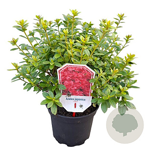 Rhododendron (AJ) 'Isabel' 20-25 cm 2,0L