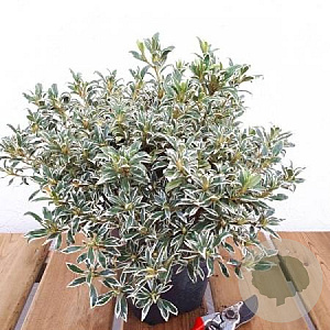 Rhododendron (AJ) 'Silver Queen' 40-50 cm 10L