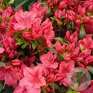 Rhododendron 'Vera Maja' 40-50 cm 10L