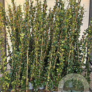 Trachelospermum jasminoides 150-175 cm 5,0L 1 stok