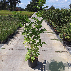 Sambucus nigra 100-125 cm 10L