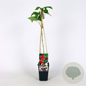 Rubus idaeus 'Glen Ample' 70 cm 2,0L