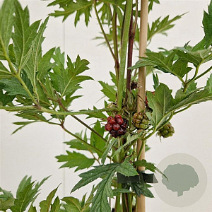 Rubus frut. 'Thornless Evergreen' 75-80 cm 2,5L