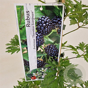 Rubus frut. 'Thornless Evergreen' 75-80 cm 2,5L