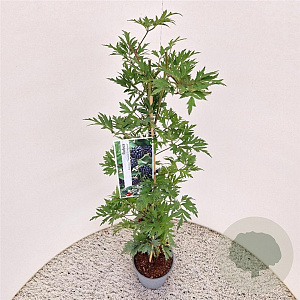 Rubus frut. 'Thornless Evergreen' 75-80 cm 2,5L