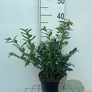 Sarcococca confusa 30-40 cm 3,0L