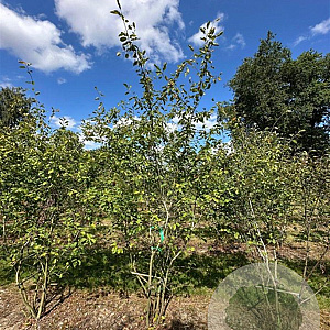 Amelanchier lamarckii 300-350 cm draadkluit meerstammig