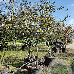 Amelanchier lamarckii 300-350 cm draadkluit meerstammig