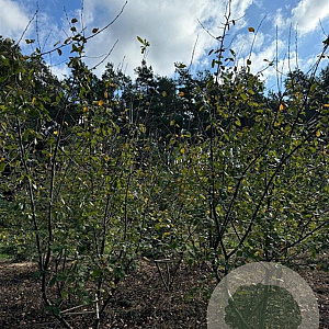 Amelanchier lamarckii 300-350 cm draadkluit meerstammig