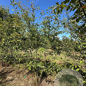 Amelanchier lamarckii 300-350 cm draadkluit meerstammig