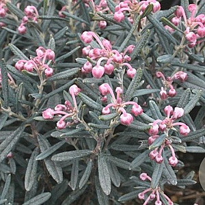 Andromeda polifolia GM P9.5