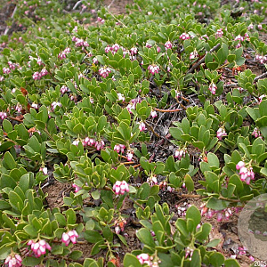 Arctostaphylos uva-ursi GM 1.5