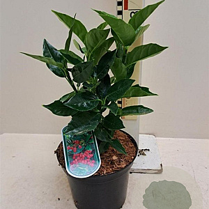 Aucuba jap. 'Rozannie' 25-30 cm container C2,5