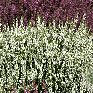 Calluna v. 'Alicia' GM P10,5