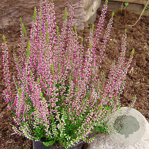 Calluna v. 'Amethyst' GM P10,5