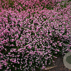 Calluna v. 'Anette' GM P10,5