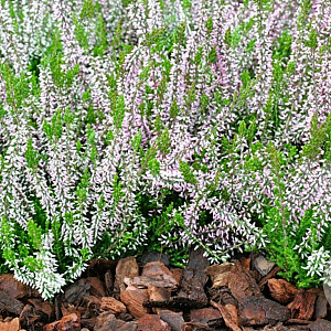 Calluna v. 'Angie' GM P10,5