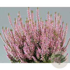 Calluna v. 'Bettina' GM P10,5