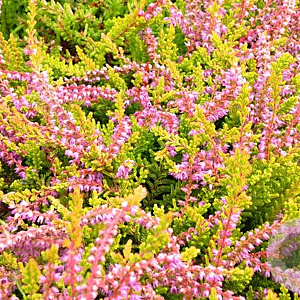 Calluna v. 'Boskoop' GM P9.5