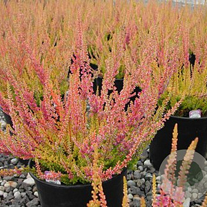 Calluna v. 'Cuprea' GM P10,5