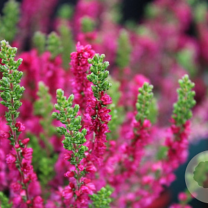 Calluna v. 'Dark Beauty' GM P9.5