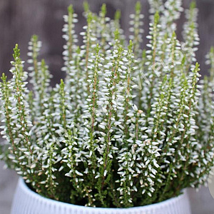 Calluna v. 'Elisa' GM P10,5