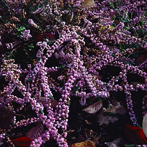 Calluna v. 'Elsie Purnell' GM P10,5