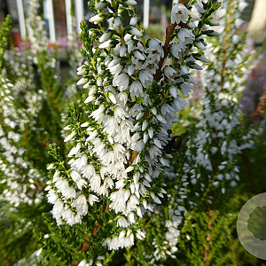 Calluna v. 'Hammondii' GM P9.5