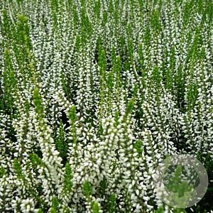 Calluna v. 'Helena' GM P10,5