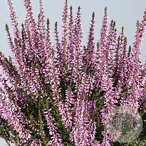 Calluna v. 'Hilda' GM P10,5