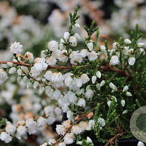 Calluna v. 'Kinlochruel' GM P10,5